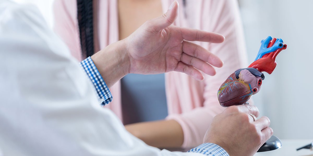 Human heart model representing Leeds Institute of Cardiovascular and Metabolic Medicine