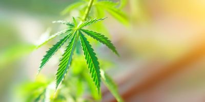 Cannabis Adobe