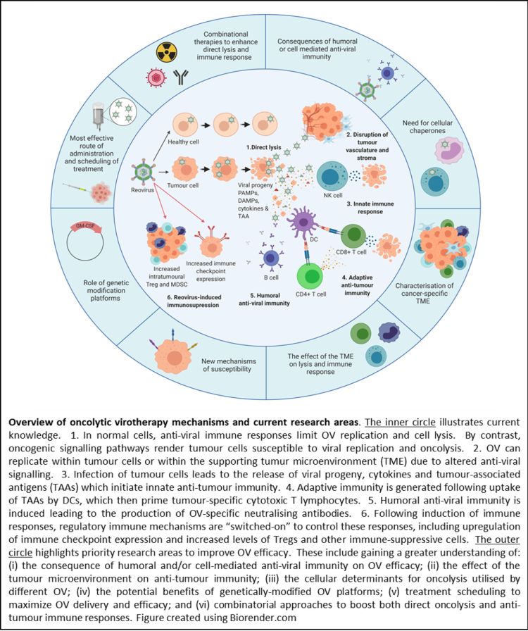 Oncolytic Virus Research Group research information